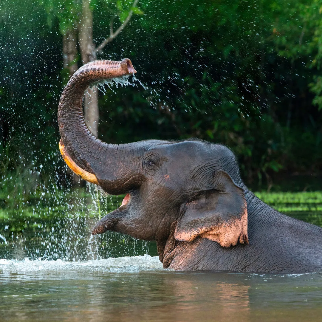 Dimension Nails - Terai-Duar Savanna - Asian Elephant